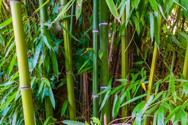Cost of Bamboo Trimming in Lake City