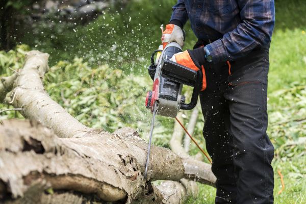 Branch Removal Service in Lake City