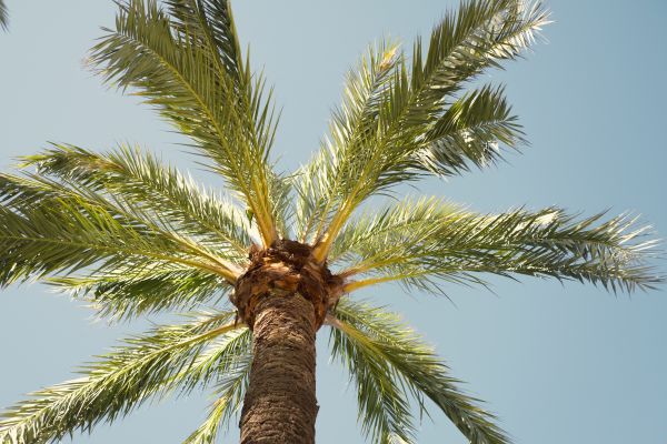 Palm Tree Pruning in Lake City