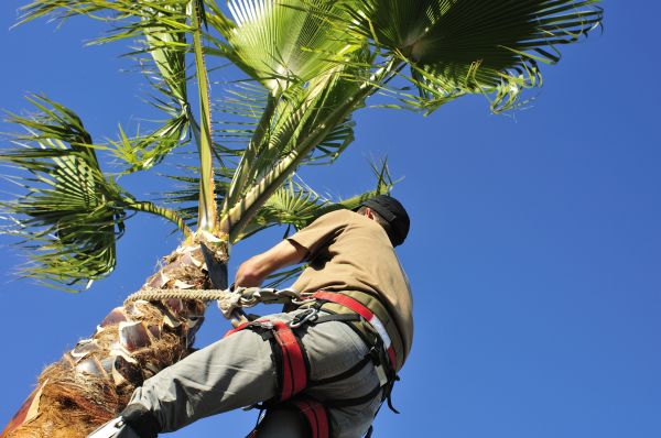 Palm Tree Trimming in Lake City