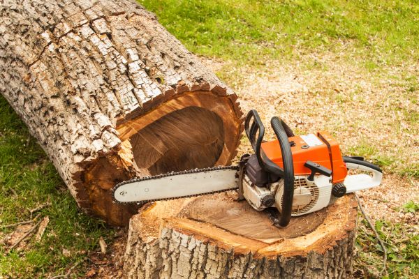 Tree Cutting Service in Lake City