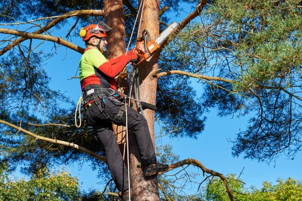 Tree Service in Lake City