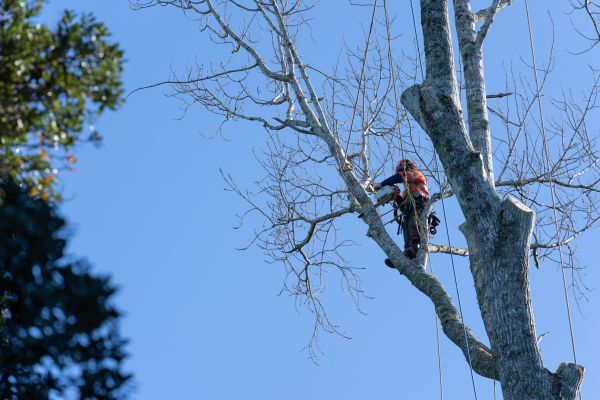 Tree Topping Service in Lake City