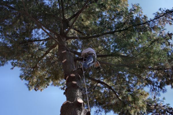 Trimming Service in Lake City