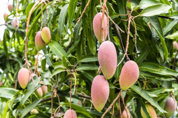 Mango Tree Trimming in Lake City