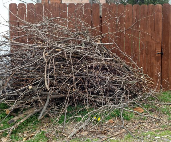 Dead Branch Removal in Lake City