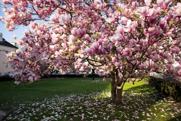 Ornamental Tree Pruning in Lake City