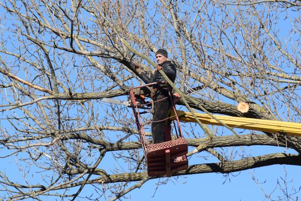 Emergency Tree Trimming in Lake City
