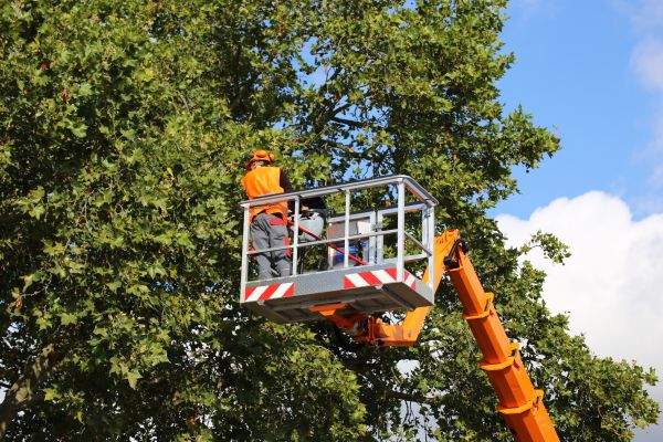 Commercial Tree Service in Lake City