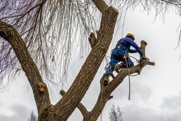Cost of Tree Maintenance Service in Lake City