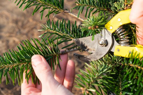 Pine Tree Pruning in Lake City