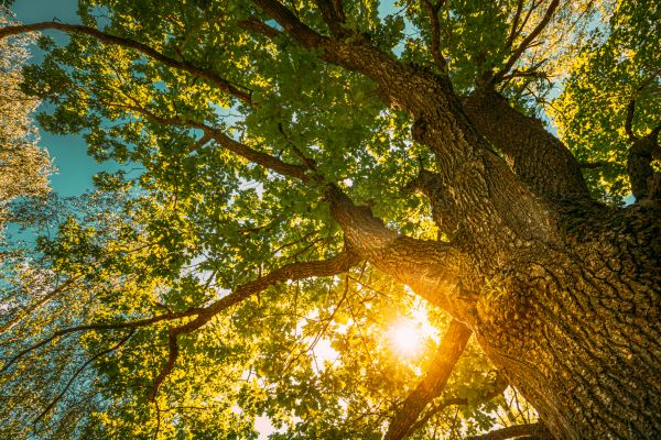 Cost of Oak Tree Pruning in Lake City