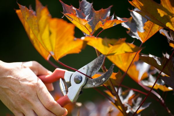 Cost of Maple Tree Pruning in Lake City