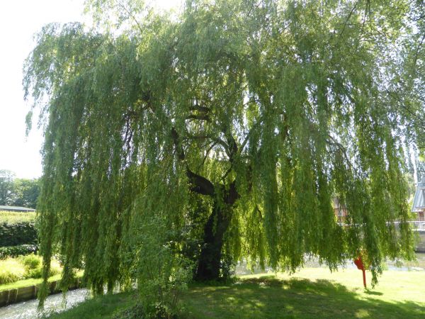 Cost of Willow Tree Trimming in Lake City