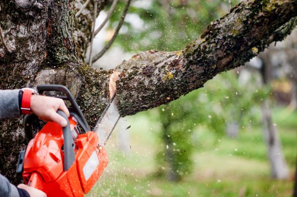 Cost of Tree Limbs Removal in Lake City