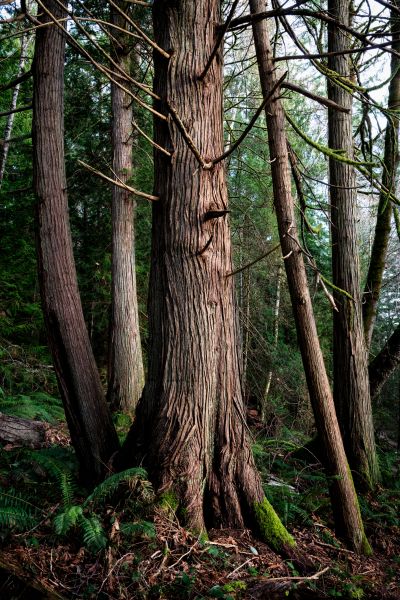Cost of Cedar Tree Trimming in Lake City