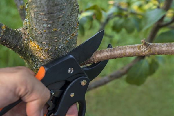 Tree Limb Cutting in Lake City