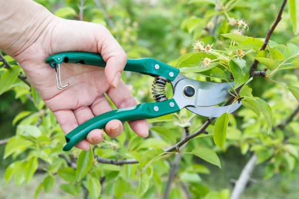 Cost of Pear Tree Pruning in Lake City