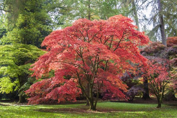 Japanese Maple Pruning in Lake City