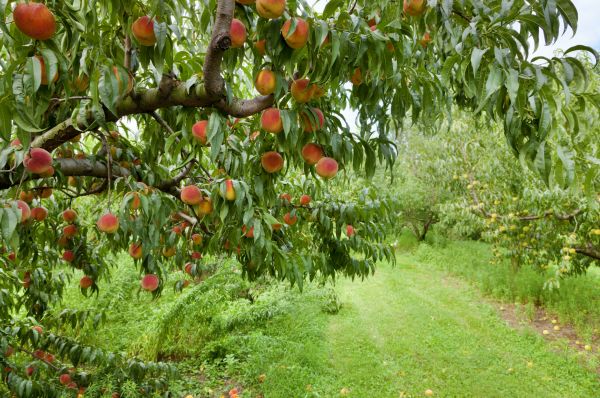Cost of Peach Tree Pruning in Lake City