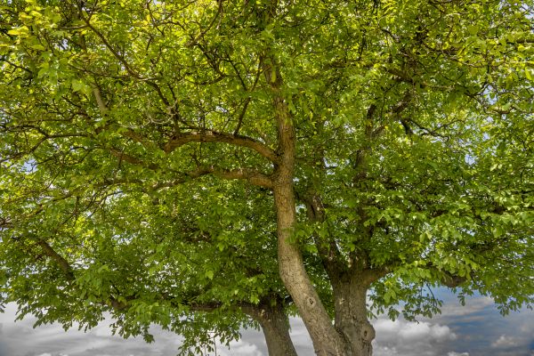 Walnut Tree Trimming in Lake City