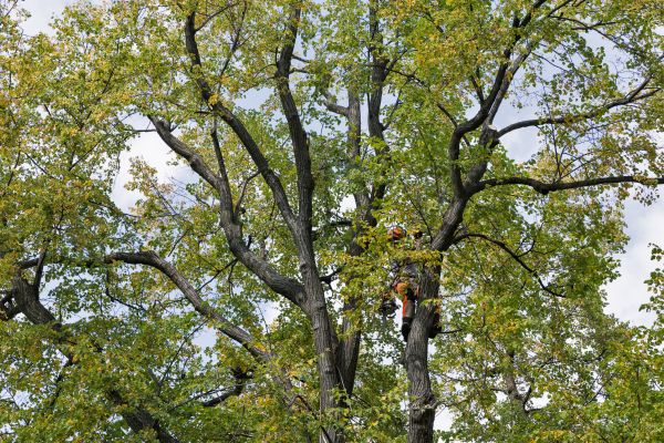Tree Crown Shaping in Lake City