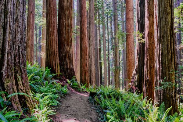 Redwood Tree Trimming in Lake City