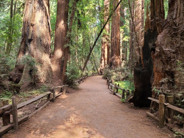 Redwood Tree Pruning in Lake City