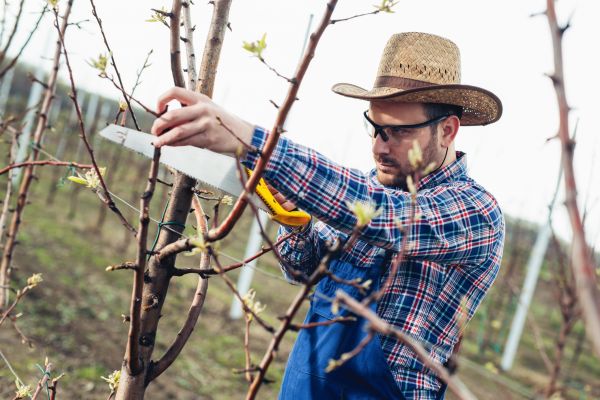 Orchard Tree Pruning in Lake City