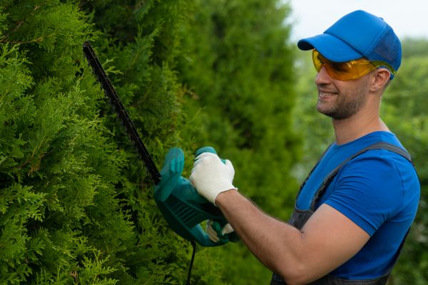 Tree Shaping Service in Lake City