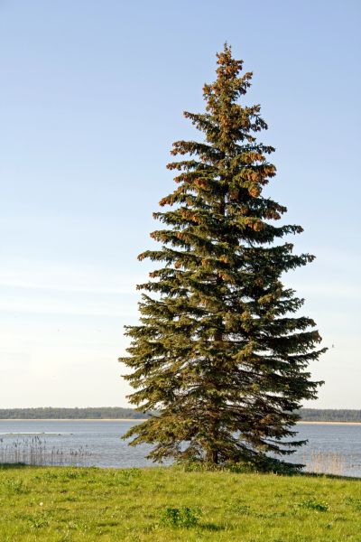 Cost of Spruce Tree Pruning in Lake City