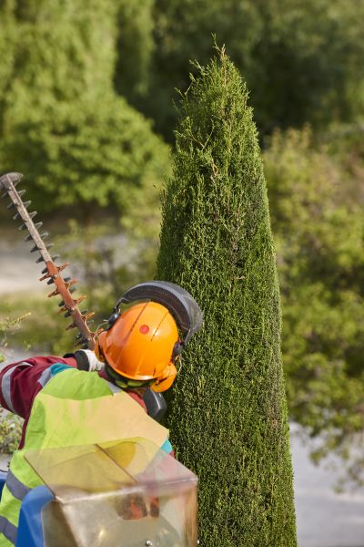 Cost of Cypress Tree Trimming in Lake City