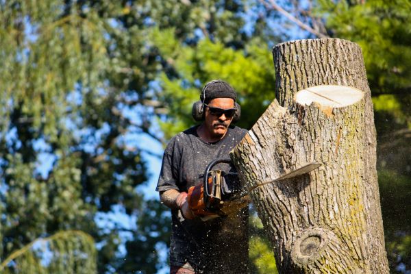 Ash Tree Pruning in Lake City