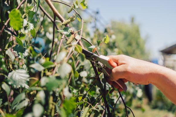 Cost of Birch Tree Pruning in Lake City