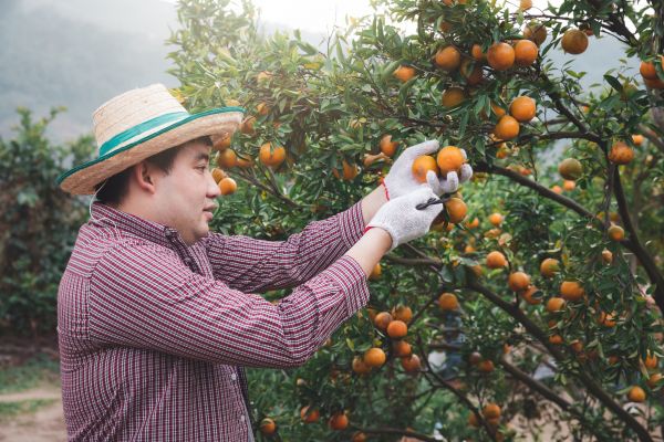 Cost of Orange Tree Pruning in Lake City
