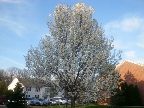 Cost of Bradford Pear Tree Pruning in Lake City