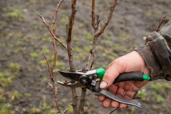 Cost of Pear Trees Pruning in Lake City