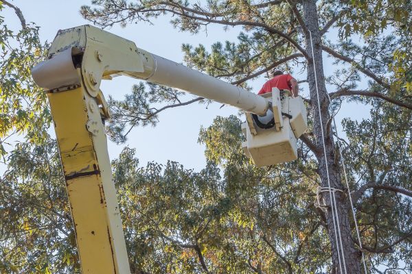 Limbs Trimming in Lake City