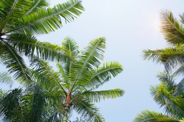 Queen Palm Tree Trimming in Lake City