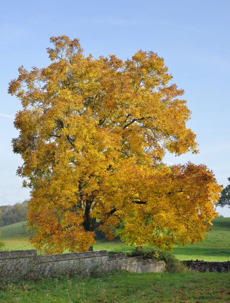 Hickory Tree Trimming in Lake City