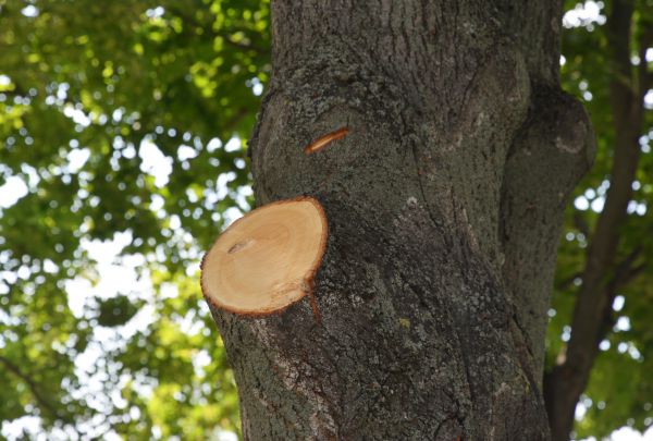 Limb Cutting in Lake City