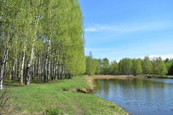 Cost of River Birch Pruning in Lake City