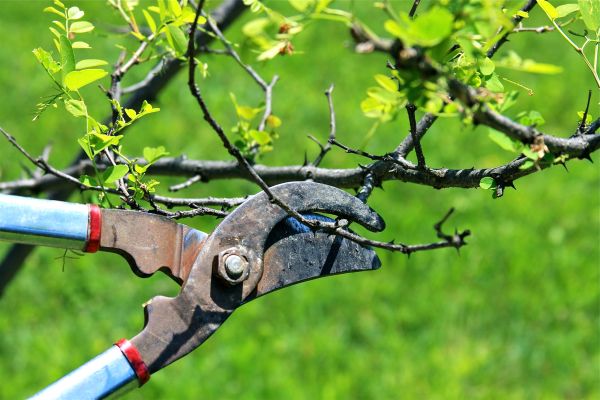 Branches Pruning in Lake City