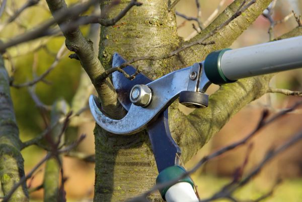 Tree Limb Trimming Service in Lake City