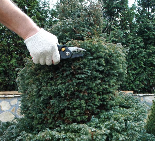 Ornamental Tree Trimming in Lake City
