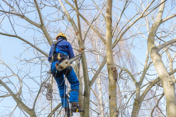 Large Tree Trimming in Lake City