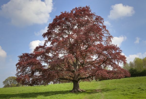 Beech Tree Pruning in Lake City