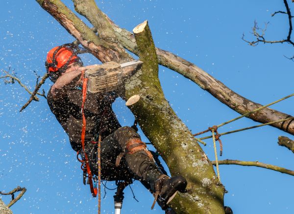 Tree Trimming Service in Lake City