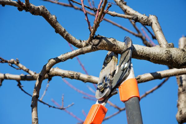 Tree Pruning in Lake City