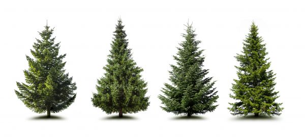 Cost of Pine Tree Trimming in Lake City